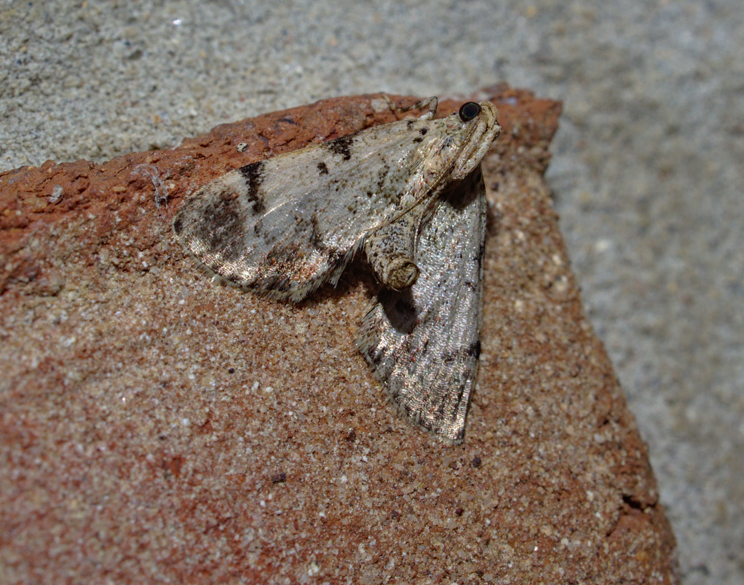 Bugguide calls it the Dimorphic Macalla-- even this things name is dimorphic_20200621.jpg